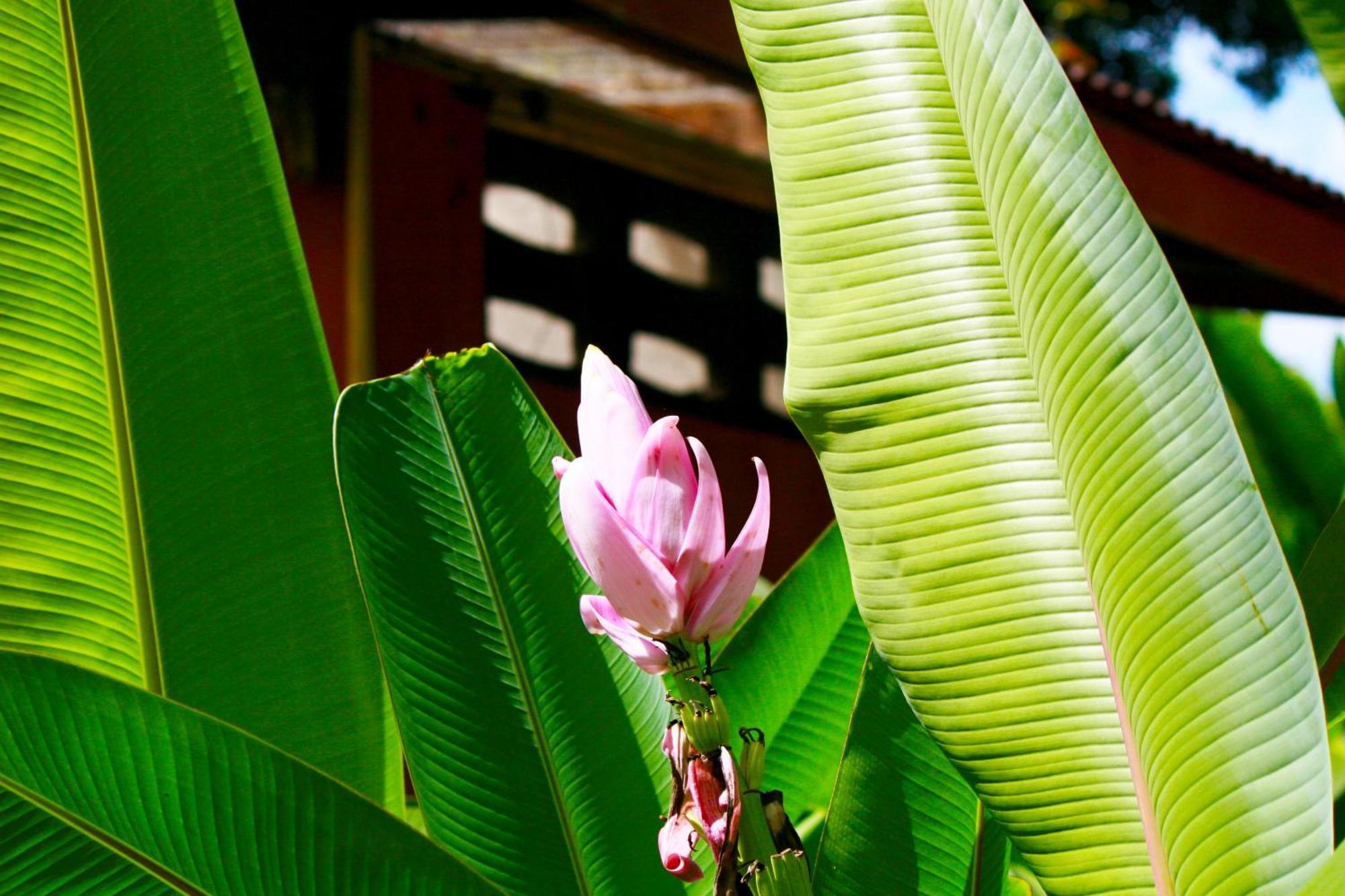 Khao Sok Morning Mist Resort Khao Sok National Park Eksteriør billede