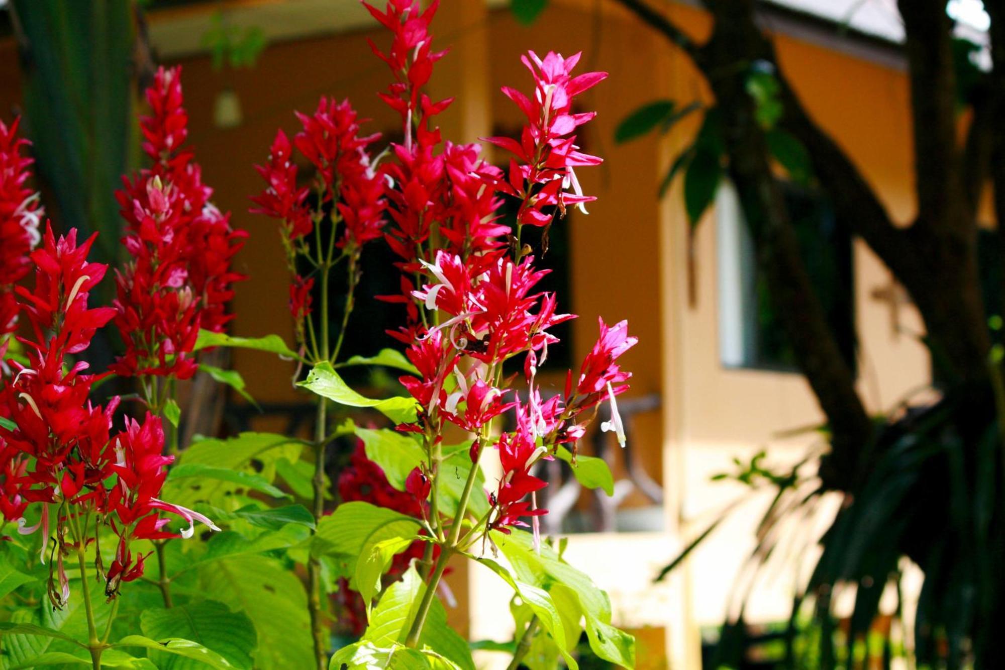 Khao Sok Morning Mist Resort Khao Sok National Park Eksteriør billede